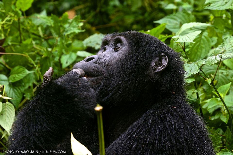 Photo of Wild in Uganda: Lose Yourself in Raw, Serene Beauty | #100GreatJourneys 1/5 by Ajay Jain