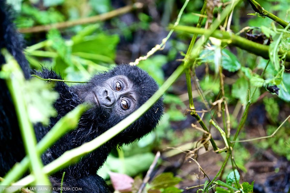 Photo of Wild in Uganda: Lose Yourself in Raw, Serene Beauty | #100GreatJourneys 4/5 by Ajay Jain