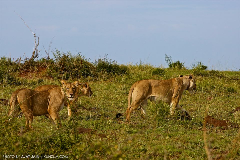 Photo of Wild in Uganda: Lose Yourself in Raw, Serene Beauty | #100GreatJourneys 5/5 by Ajay Jain