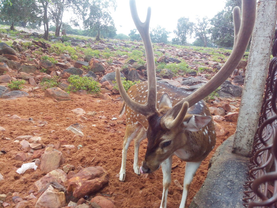 Photo of Tirupathi – May be traditional yet cool place to go by Majid Hussain