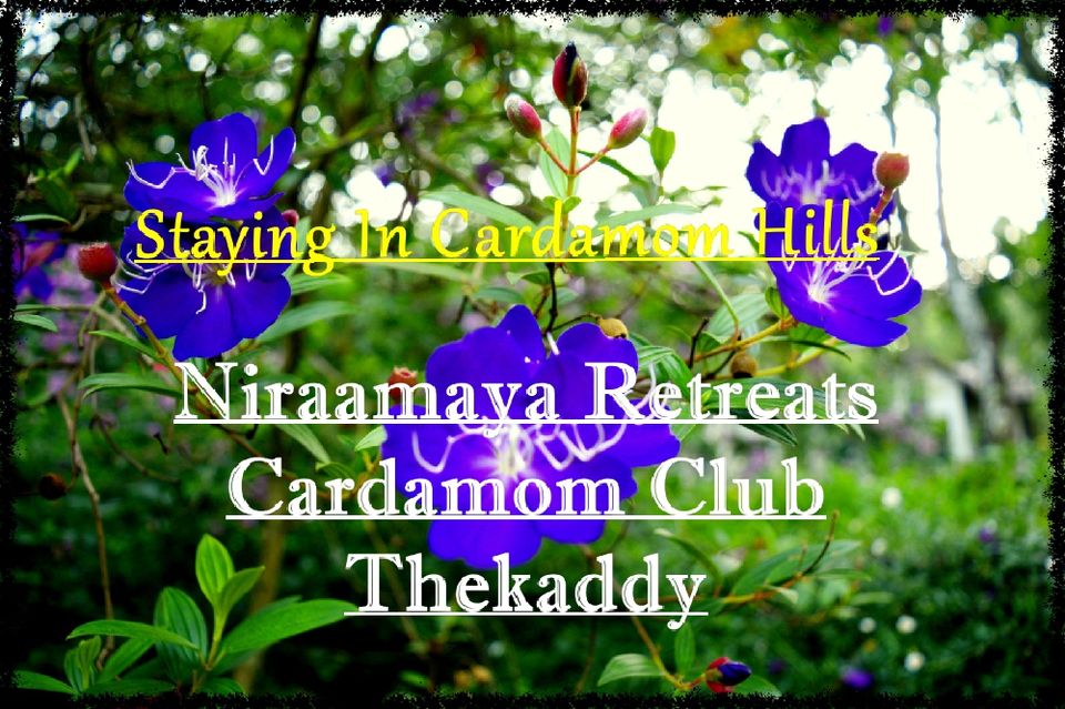 Photo of Staying in Cardamom hills: Niraamaya Retreats Cardamom Club, Thekaddy by Sudipto & Snigdha