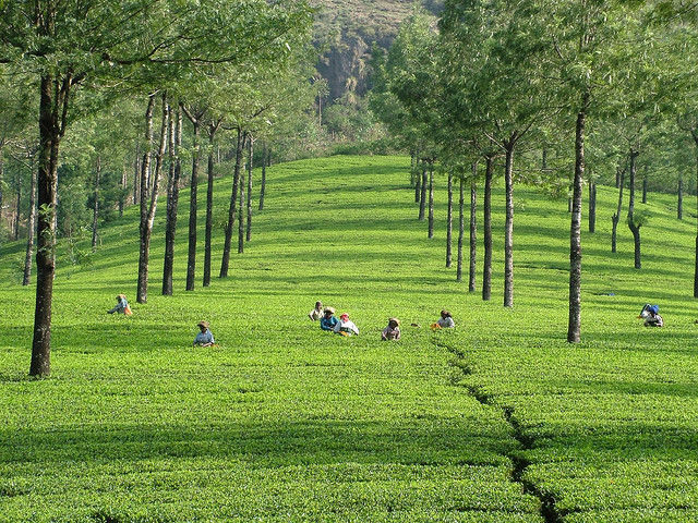 Photo of 4 Compelling Reasons Why You Should Visit Kerala 1/8 by Ruchika Makhija