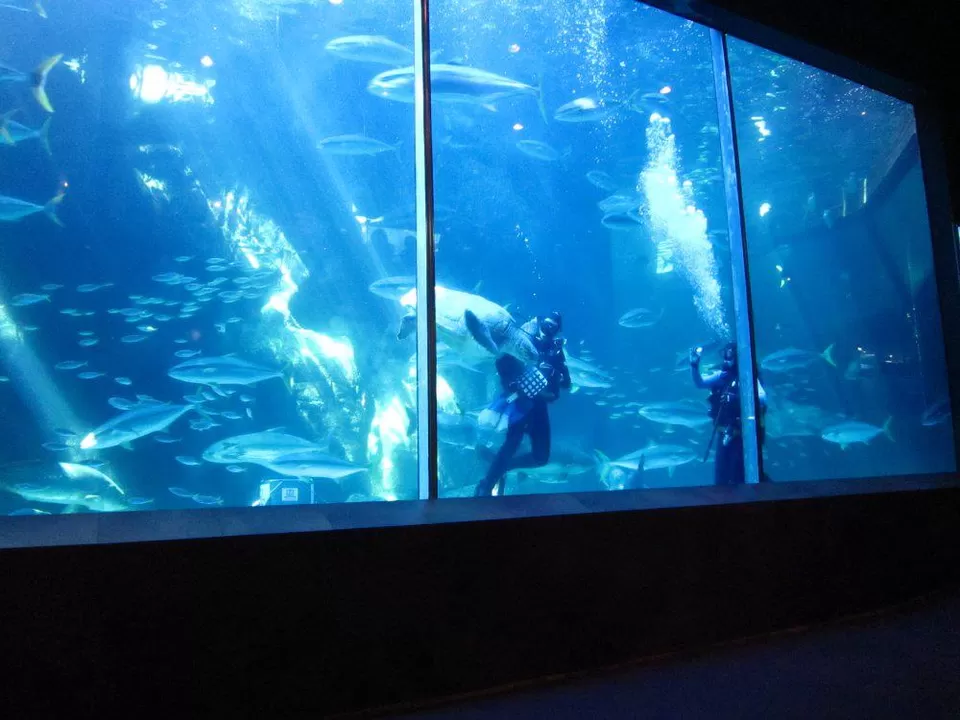 Photo of Two Oceans Aquarium by Carola