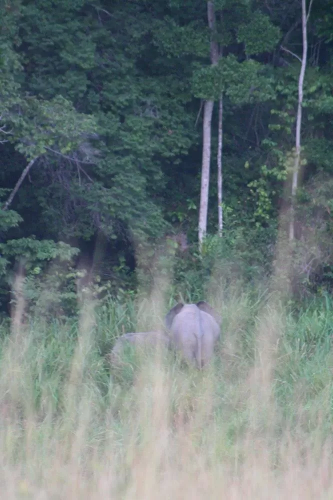 Photo of Lopé National Park, Gabon by Carola