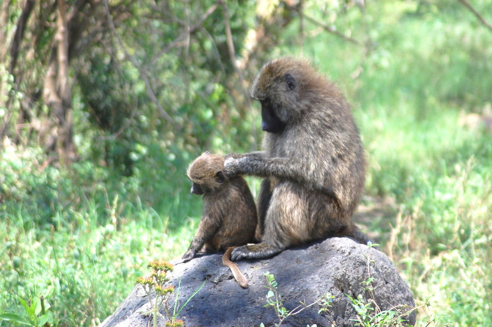 Photo of How An African Safari Trip Changed My Travel Bucket List! 1/12 by Khyati Thaker @ A Lawyer's Voyage