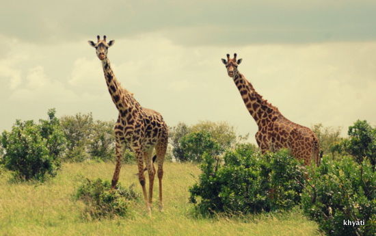 Photo of How An African Safari Trip Changed My Travel Bucket List! 2/12 by Khyati Thaker @ A Lawyer's Voyage