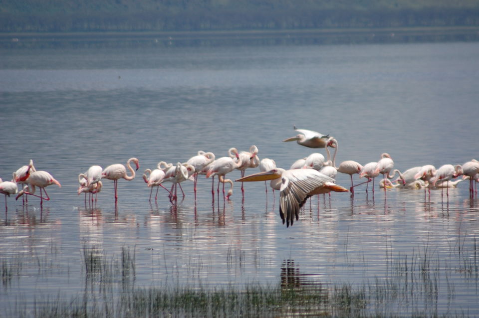 Photo of How An African Safari Trip Changed My Travel Bucket List! 3/12 by Khyati Thaker @ A Lawyer's Voyage