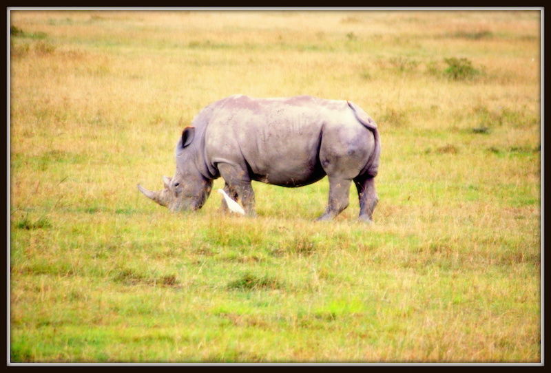 Photo of How An African Safari Trip Changed My Travel Bucket List! 4/12 by Khyati Thaker @ A Lawyer's Voyage