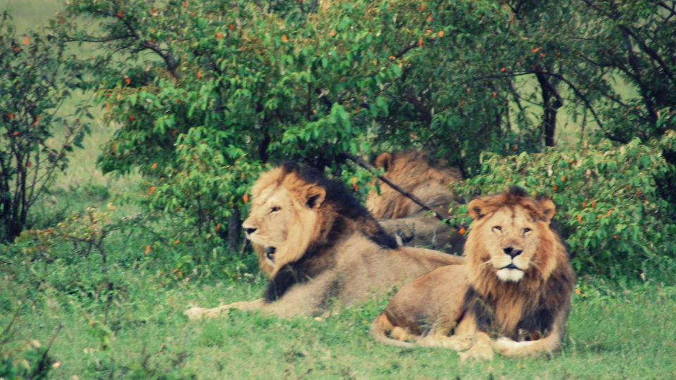 Photo of How An African Safari Trip Changed My Travel Bucket List! 5/12 by Khyati Thaker @ A Lawyer's Voyage