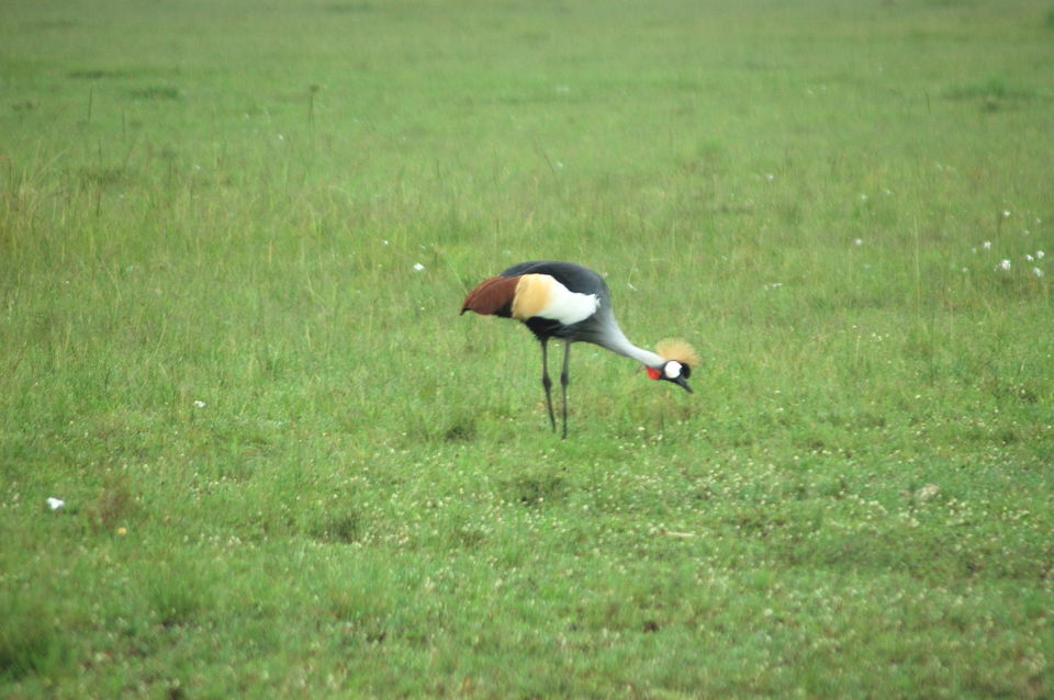 Photo of How An African Safari Trip Changed My Travel Bucket List! 7/12 by Khyati Thaker @ A Lawyer's Voyage
