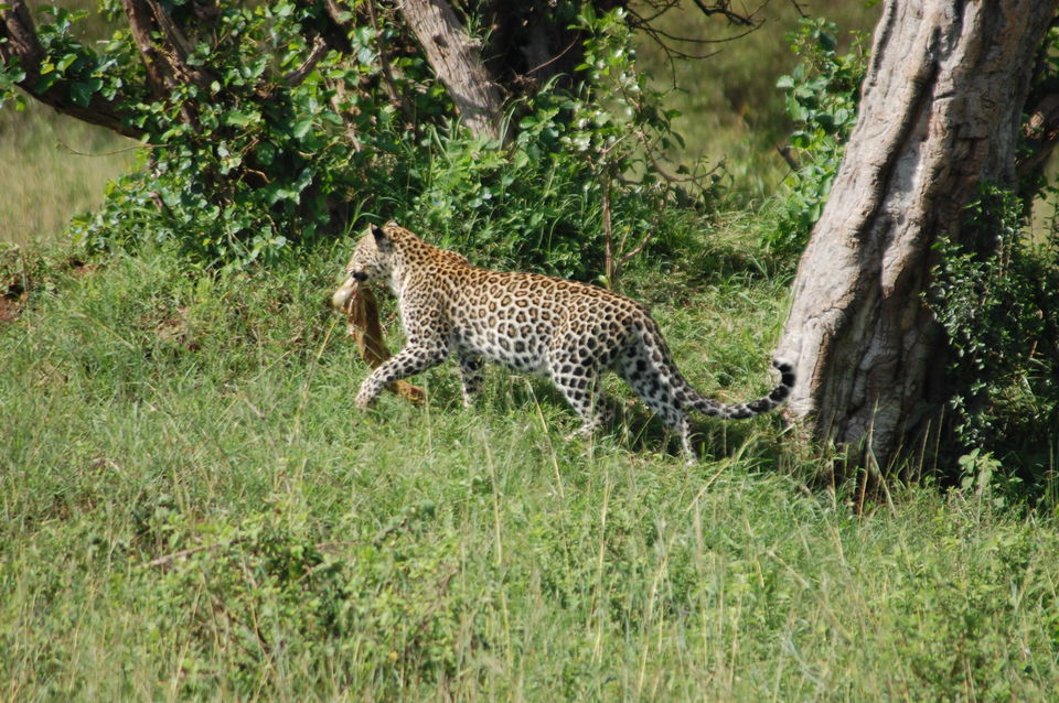 Photo of How An African Safari Trip Changed My Travel Bucket List! 8/12 by Khyati Thaker @ A Lawyer's Voyage