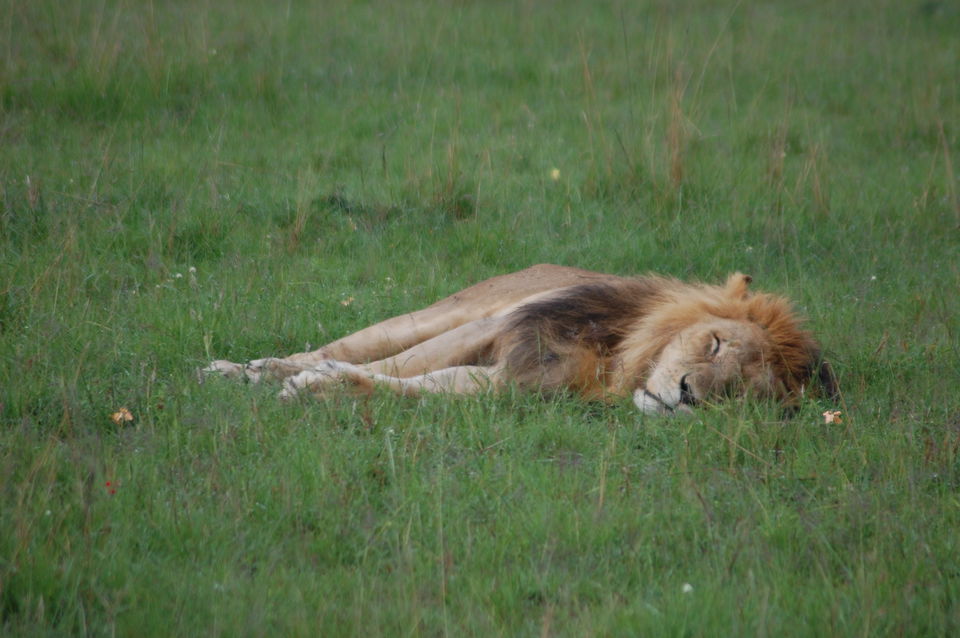 Photo of How An African Safari Trip Changed My Travel Bucket List! 9/12 by Khyati Thaker @ A Lawyer's Voyage