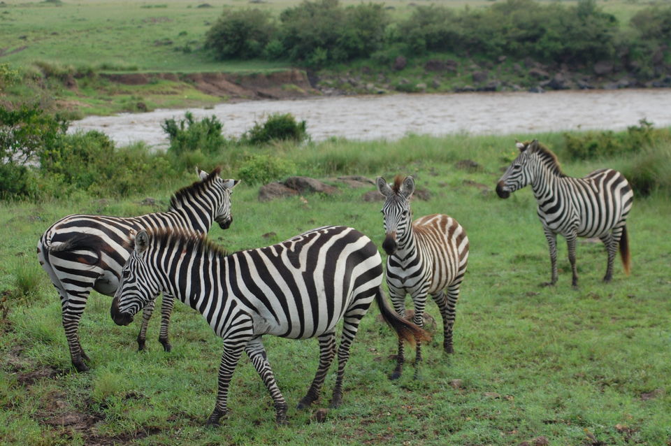Photo of How An African Safari Trip Changed My Travel Bucket List! 12/12 by Khyati Thaker @ A Lawyer's Voyage