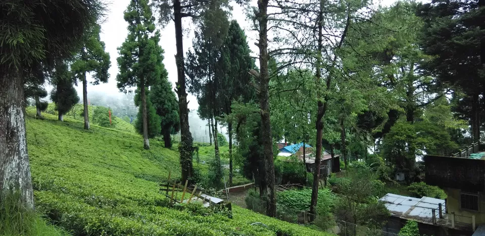 Photo of Happy Valley Tea Estate, Lebong Cart Road, Chauk Bazaar, Darjeeling, West Bengal 734101, India by Sandeep Gantait