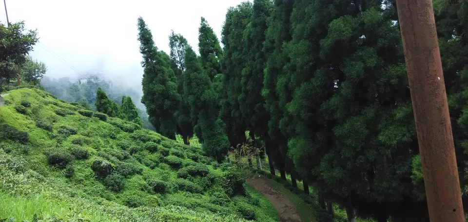 Photo of Happy Valley Tea Garden Factory, Chauk Bazaar, Darjeeling, West Bengal 734101, India by Sandeep Gantait