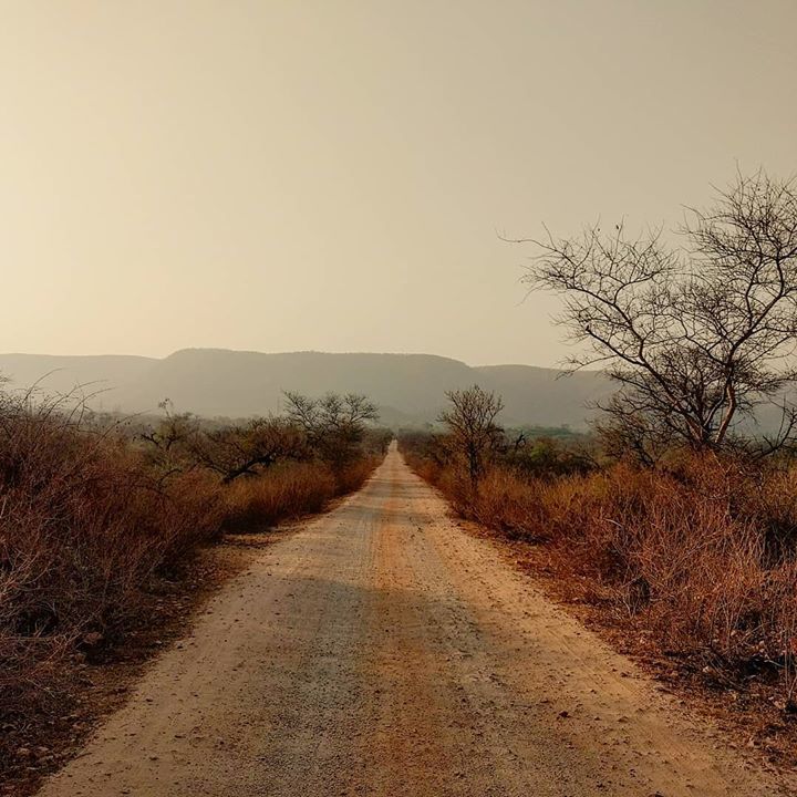 Photo of Delhi Nearby Trips: Sariska..Tiger Reserve by Nirbhay Kumar Singh