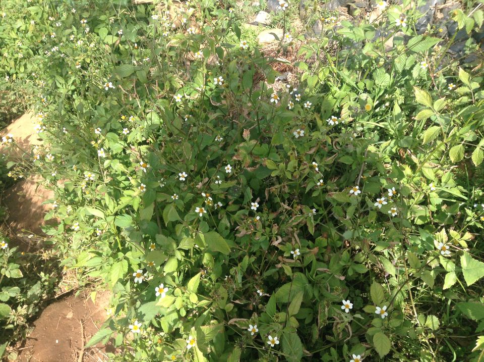 Photo of On nature's trail 13/17 by Hemalatha Raghupathi