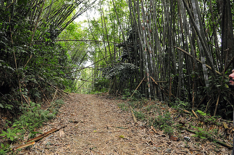 Photo of Gunung Nuang Malaysia by Shweta Apte