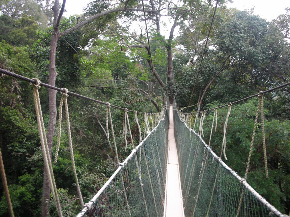 Photo of National Park (Taman Negara) Malaysia by Shweta Apte