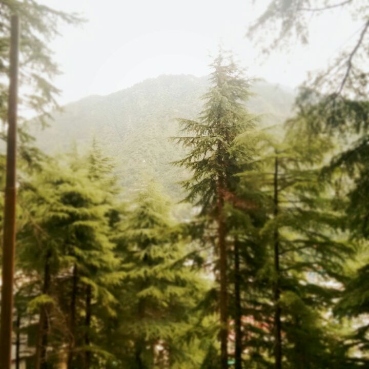 Photo of way from compassion to passion: McLeodganj to Triund. by Neha Gupta