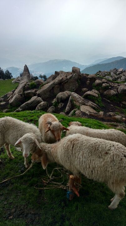 Photo of way from compassion to passion: McLeodganj to Triund. by Neha Gupta
