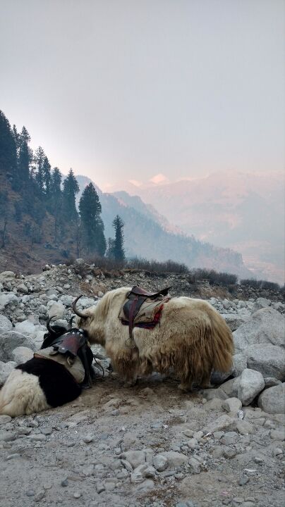 Photo of Flying into new year-from Baddi to Tosh via manali - solang-gulaba-bhunter-kasol-manikaran by Neha Gupta