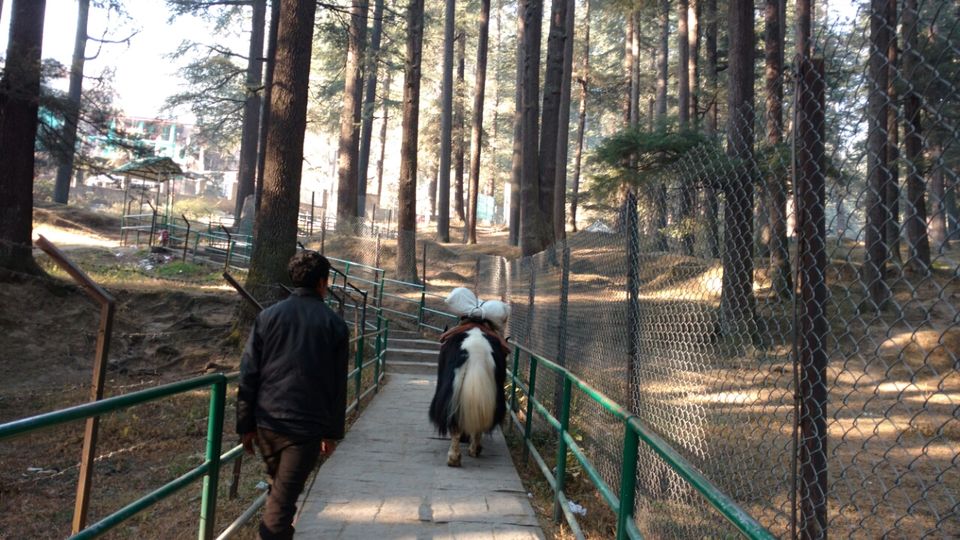 Photo of Flying into new year-from Baddi to Tosh via manali - solang-gulaba-bhunter-kasol-manikaran by Neha Gupta
