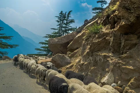 Photo of Kinnaur, Himachal Pradesh, India by Himadri Sinha Roy