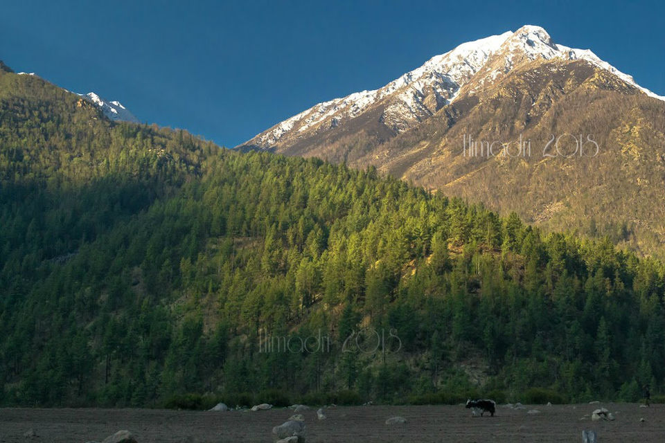 Photo of Chitkul, Himachal Pradesh, India by Himadri Sinha Roy