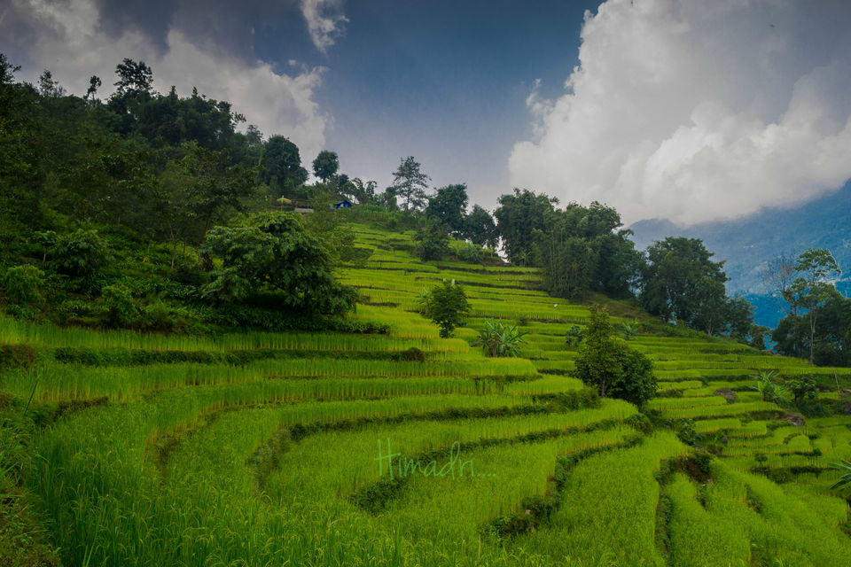 Photo of Bermiok - A small hamlet in West Sikkim 5/5 by Himadri Sinha Roy