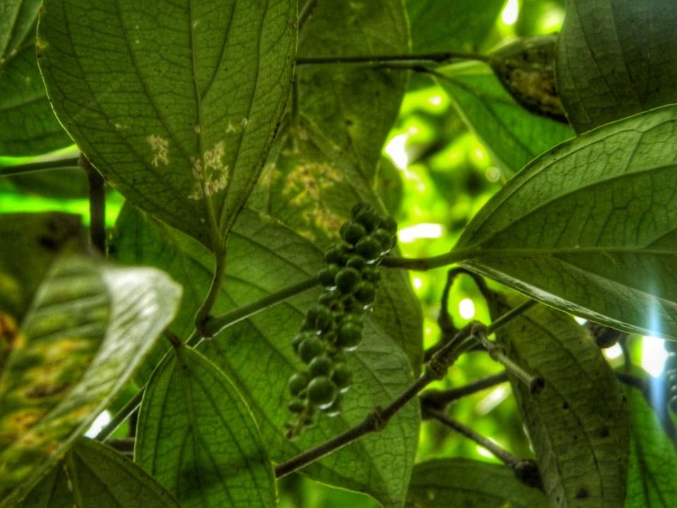 Photo of Kerala- A Visit To Spice Garden Of India 2/6 by Travel Katha