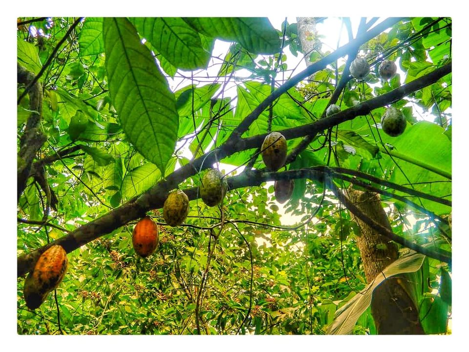 Photo of Kerala- A Visit To Spice Garden Of India 4/6 by Travel Katha