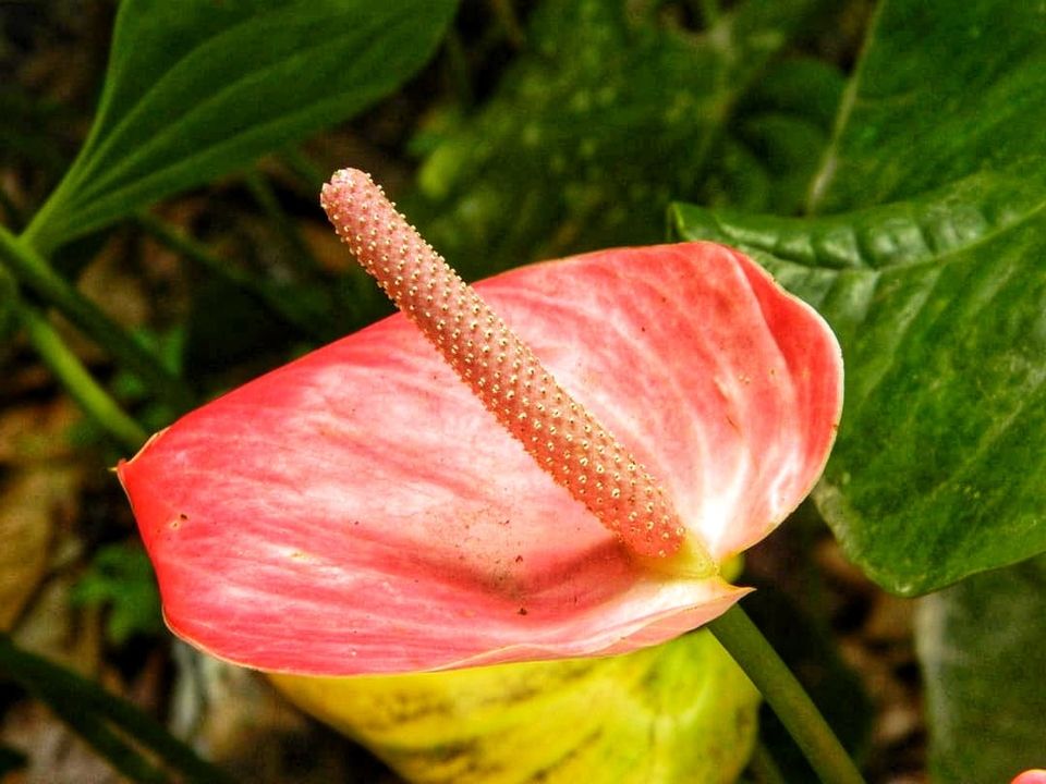 Photo of Kerala- A Visit To Spice Garden Of India 6/6 by Travel Katha