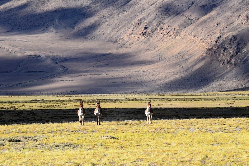 Photo of I found my road to happiness on the way to Ladakh! 5/14 by Kanika Chopra