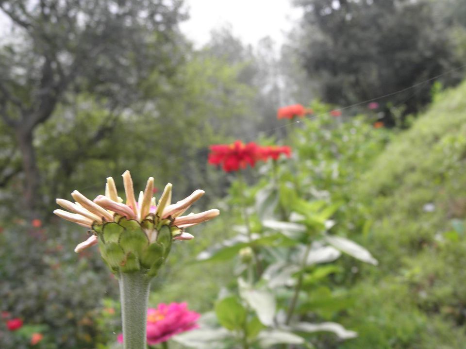 Photo of Princely Jūnga - Himachal Pradesh, India 8/19 by Deepak Yadav