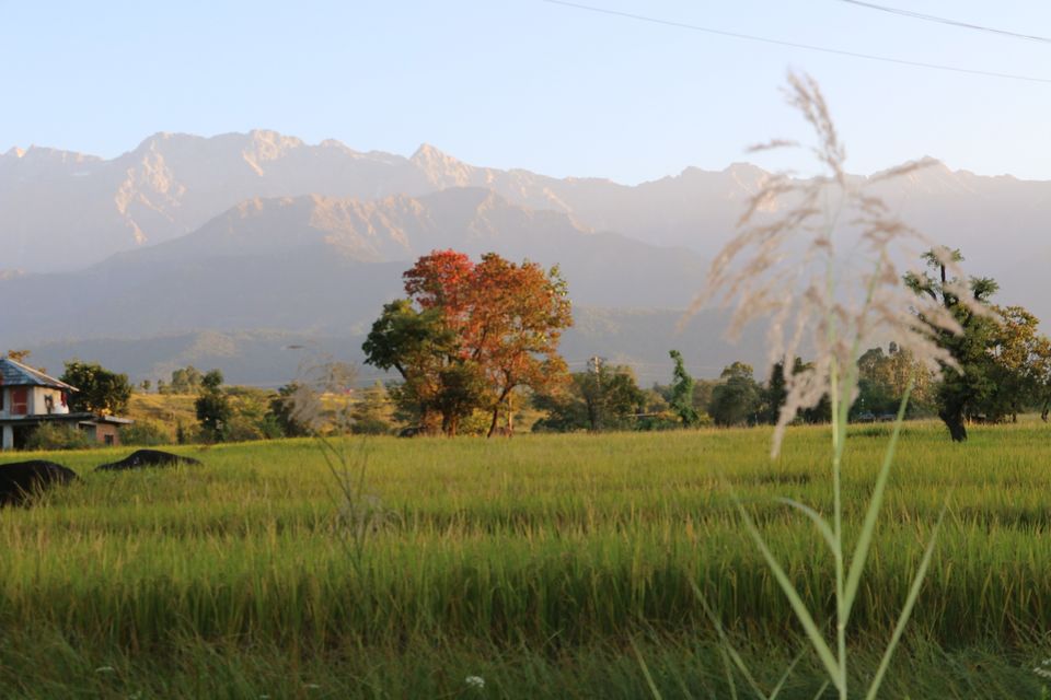 Photo of Exploring Southern branch of Greater Himalayas (Dharamshala, Mcleodganj & Pilgrimages). 24/52 by Deepak Yadav