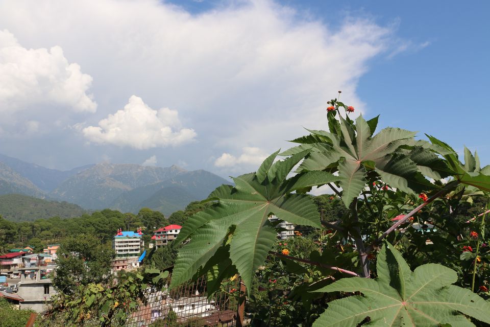Photo of Exploring Southern branch of Greater Himalayas (Dharamshala, Mcleodganj & Pilgrimages). 28/52 by Deepak Yadav