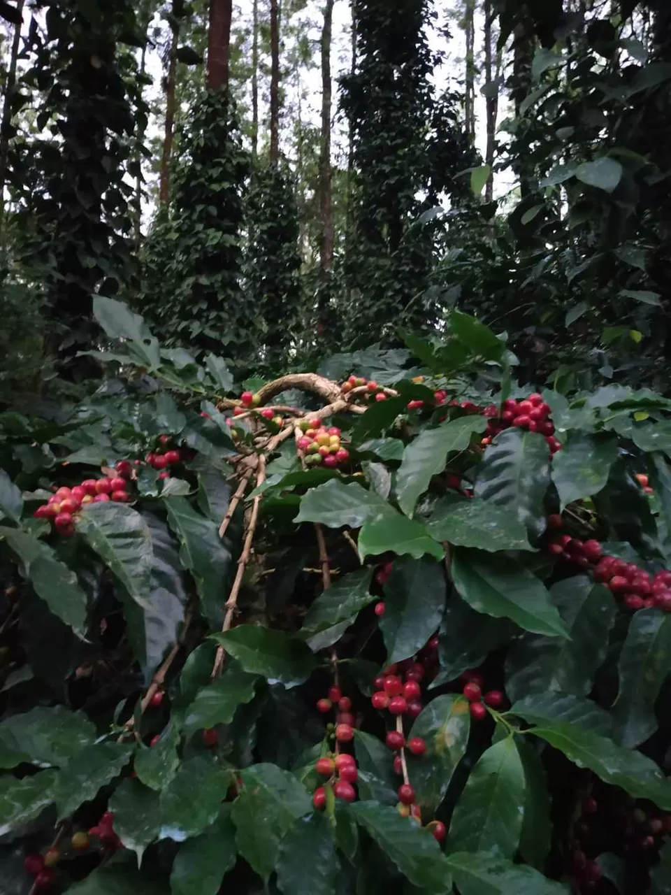 Photo of Zostel Chikmagalur, near Neeladri Nursery, Aladagudde, Karnataka, India by Titli Ghosh