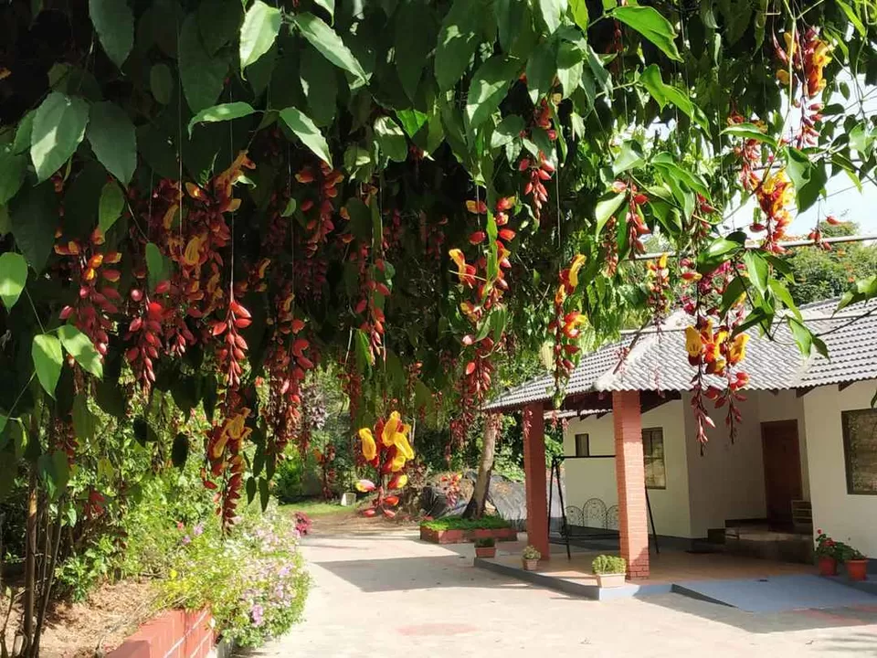 Photo of Zostel Chikmagalur, near Neeladri Nursery, Aladagudde, Karnataka, India by Titli Ghosh