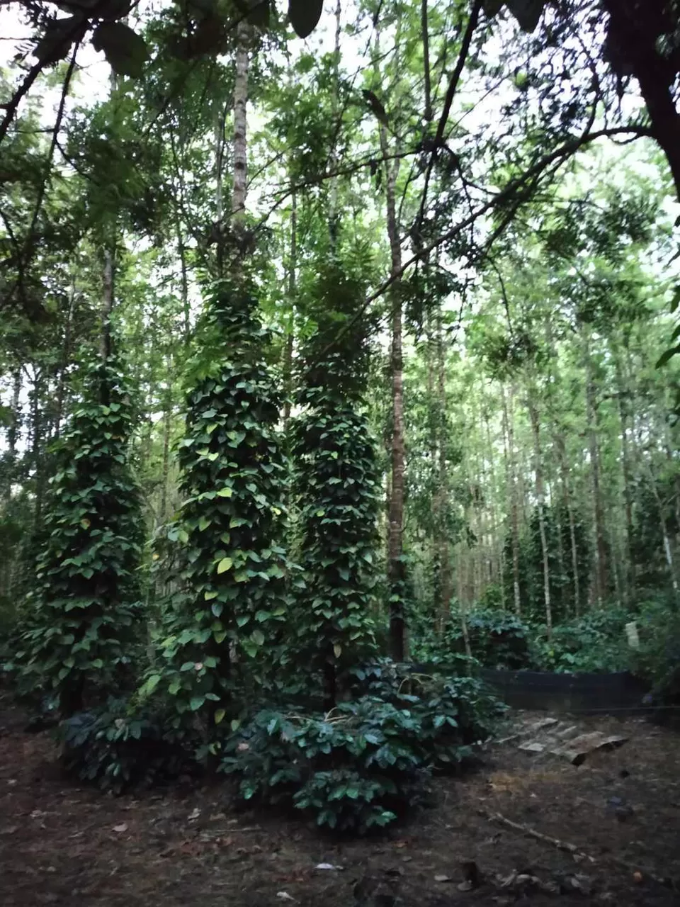 Photo of Zostel Chikmagalur, near Neeladri Nursery, Aladagudde, Karnataka, India by Titli Ghosh