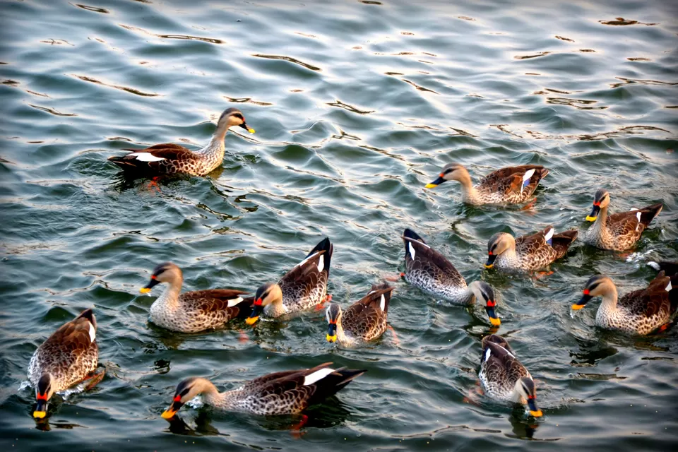 Photo of Lakhota Lake, Government Colony, Jamnagar, Gujarat, India by Snehal Tendulkar