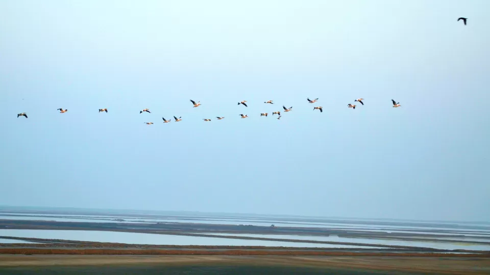 Photo of Lane to Khijadiya Bird Sanctuary, Jamnagar, Gujarat, India by Snehal Tendulkar