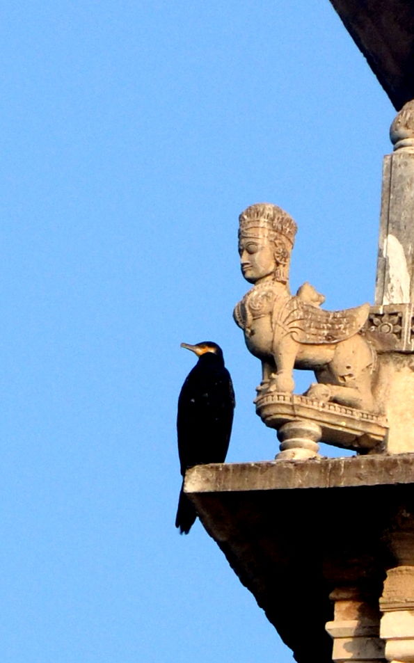 Photo of My Perfect Chirpy day in Jamnagar, Gujrat 11/18 by Snehal Tendulkar