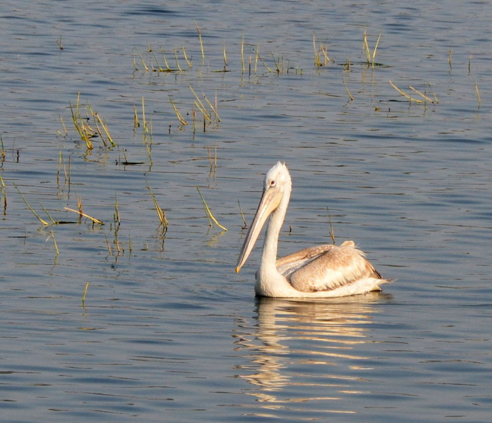 Photo of My Perfect Chirpy day in Jamnagar, Gujrat 12/18 by Snehal Tendulkar