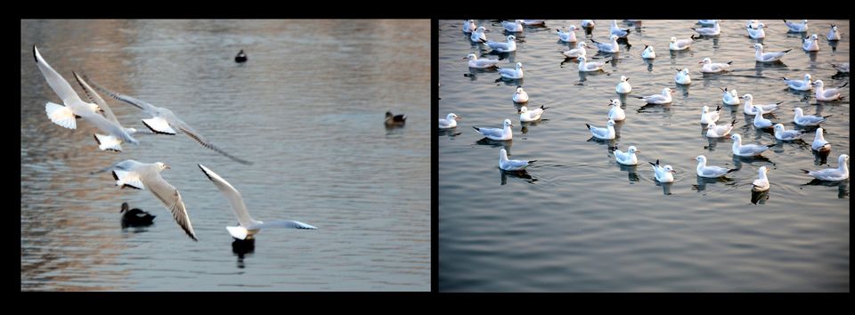 Photo of My Perfect Chirpy day in Jamnagar, Gujrat 13/18 by Snehal Tendulkar