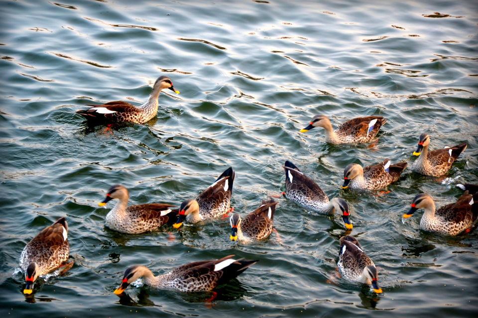 Photo of My Perfect Chirpy day in Jamnagar, Gujrat 14/18 by Snehal Tendulkar