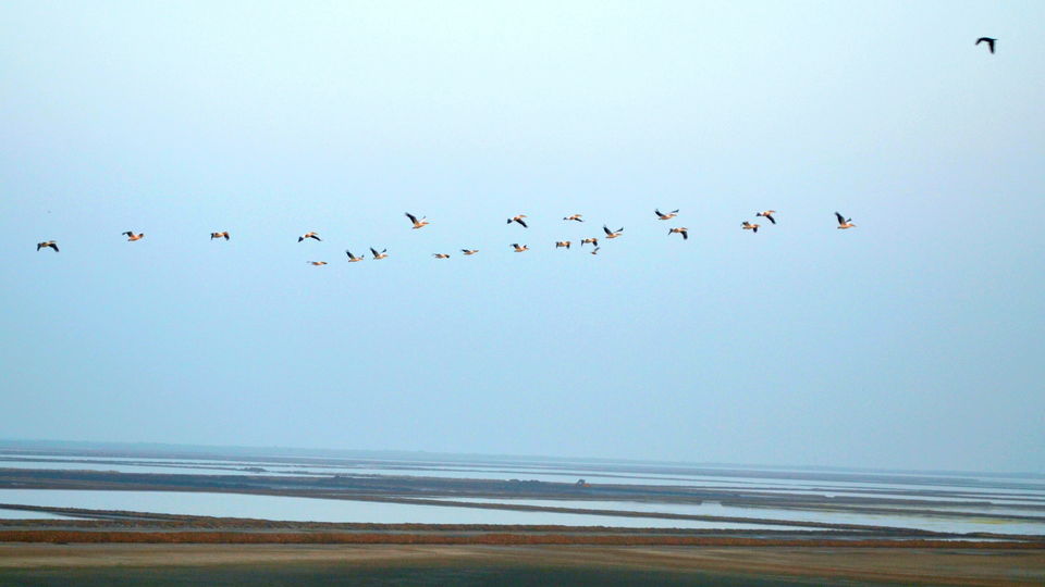 Photo of My Perfect Chirpy day in Jamnagar, Gujrat 2/18 by Snehal Tendulkar