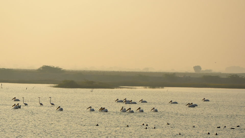 Photo of My Perfect Chirpy day in Jamnagar, Gujrat 4/18 by Snehal Tendulkar