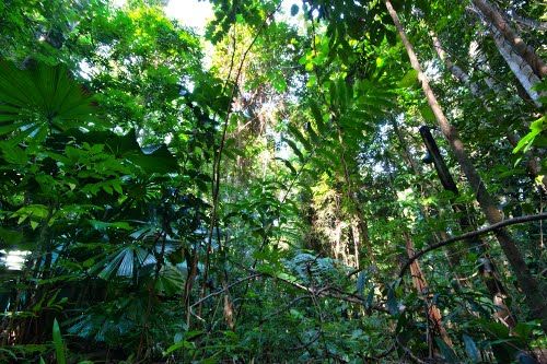 Photo of Cow Bay, Queensland, Australia by Taelum W