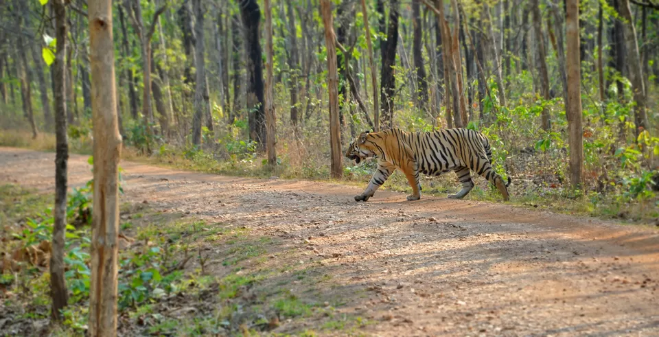 Photo of Pench Tiger Reserve, Pench National Park, Seoni, Madhya Pradesh 480661, India by KhYati GuRav
